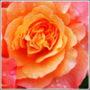 Coaster - Mum - elegant Floral Mug - Image 2