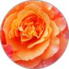 Coaster - Mum - elegant Floral Mug - Image 3
