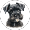 Coaster - Dogs - Schnauzer Love adorable puppy