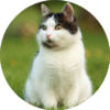Coaster - Cat Themed Ceramic Coaster